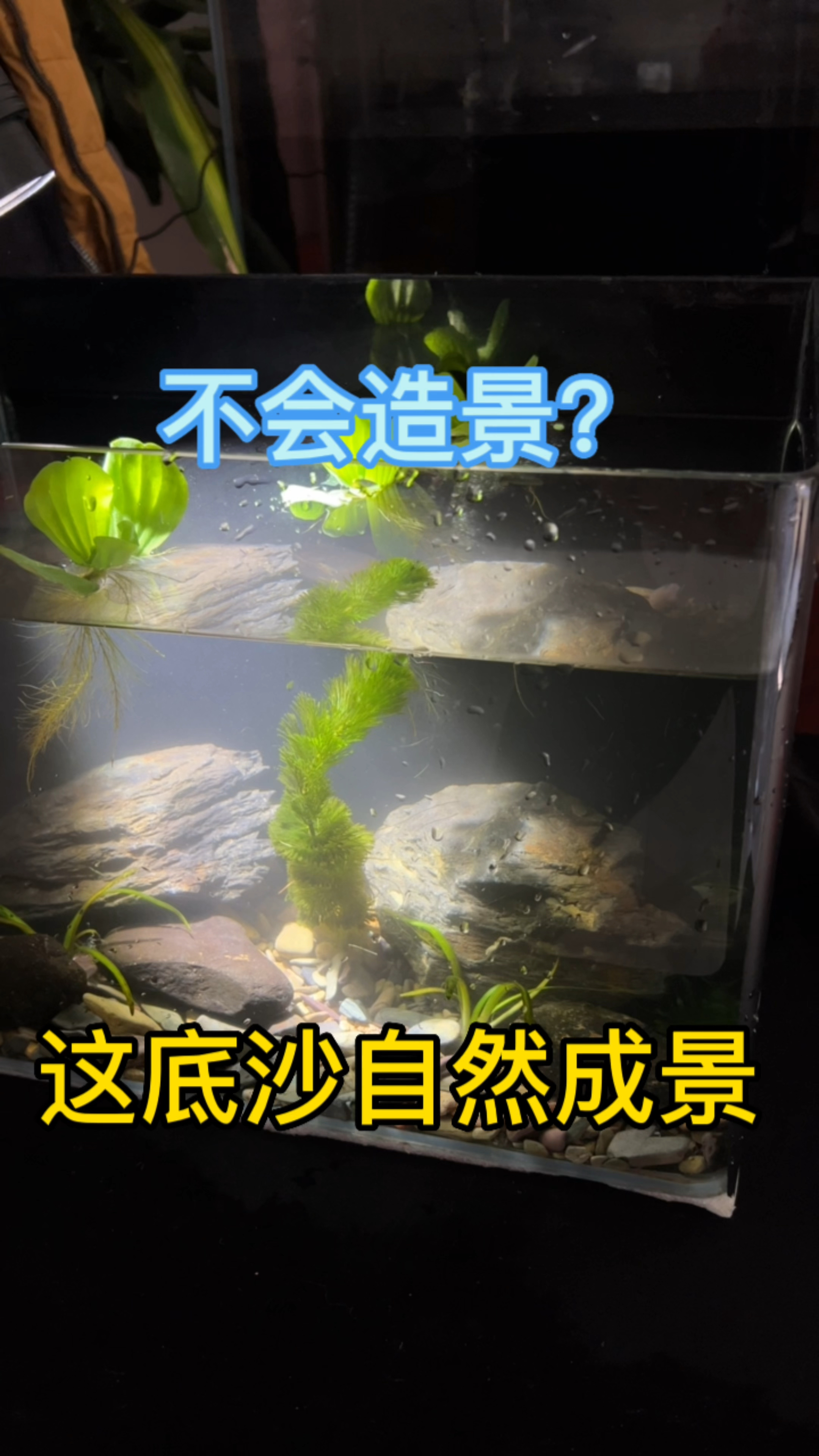 不会鱼缸造景怎么办