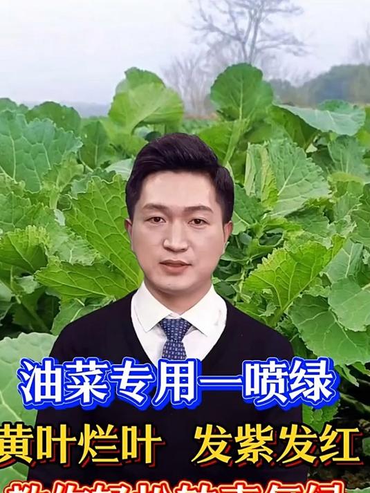 油菜黄叶烂叶用这一喷绿,真能转青复绿?