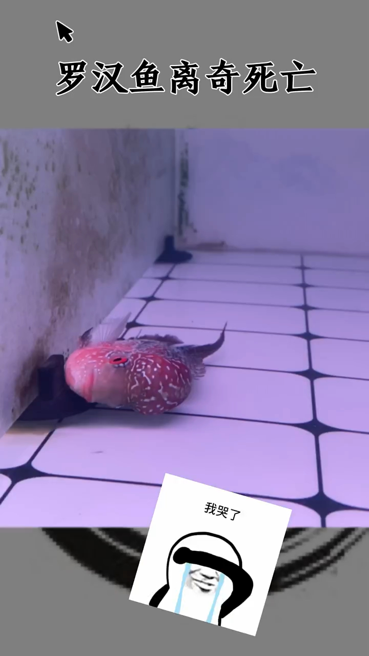 罗汉鱼的离奇死亡