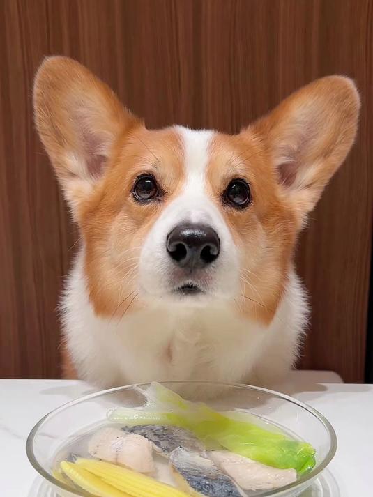 干饭狗的日常,柯基犬喝玉米笋鲅鱼汤