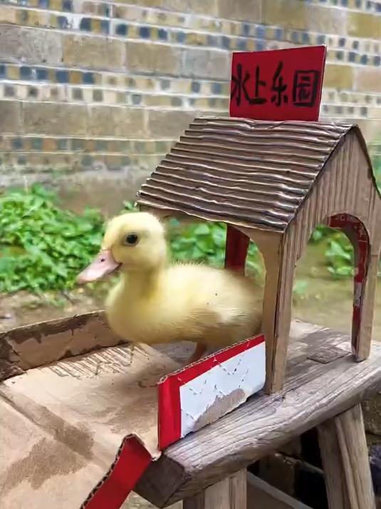给小黄鸭做了一个水上乐园,这孩子可开心了,哈哈哈