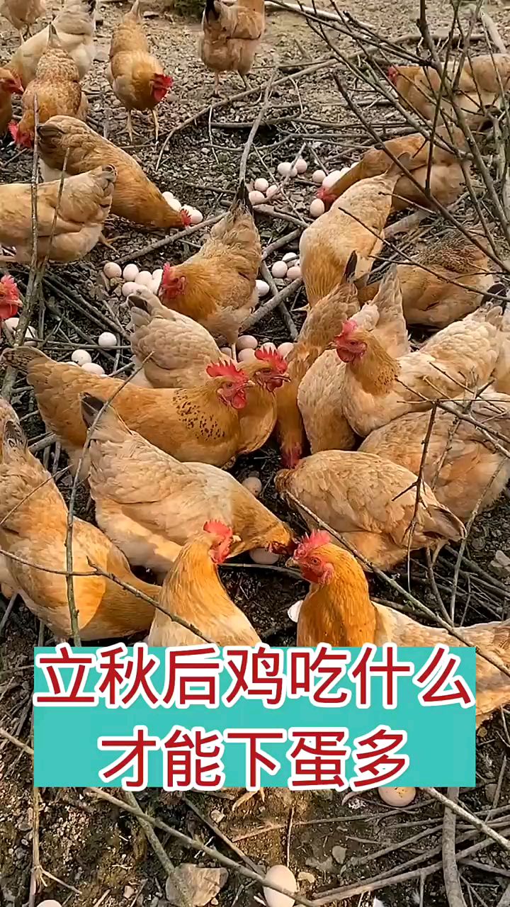 鸡吃什么下蛋多