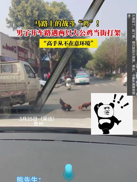 马路上的战斗“鸡”!男子开车路遇两只大公鸡当街打架,“高手从不在意环境”