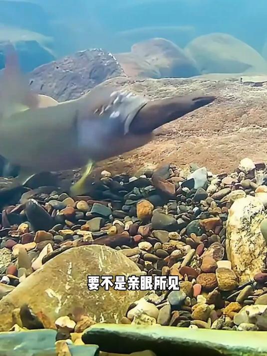 鱼为了保护鱼卵，居然会把石头堆积起来，好聪明