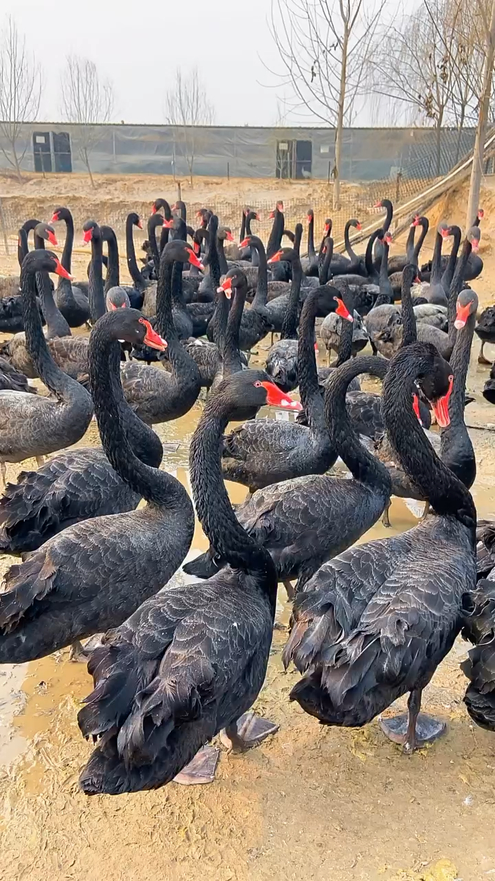 黑天鹅您也要养一对吗?