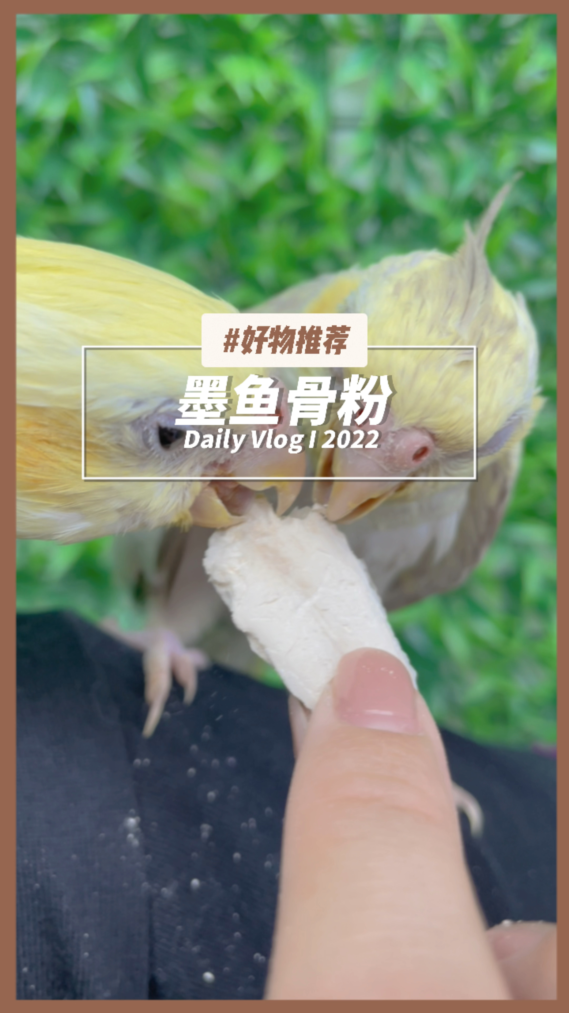鹦鹉不啃墨鱼骨怎么办,给它这个粉,放食槽里拌一拌
