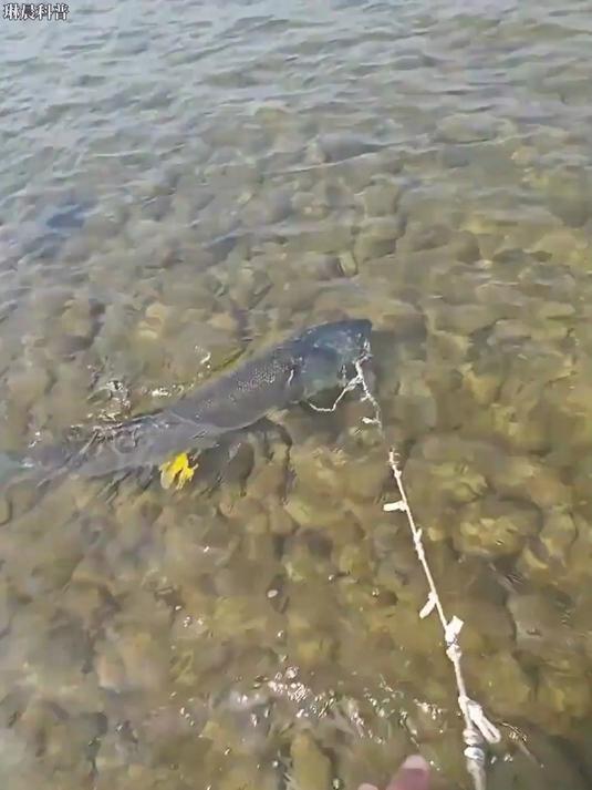 好山好水出好鱼，带你认识18种淡水鱼