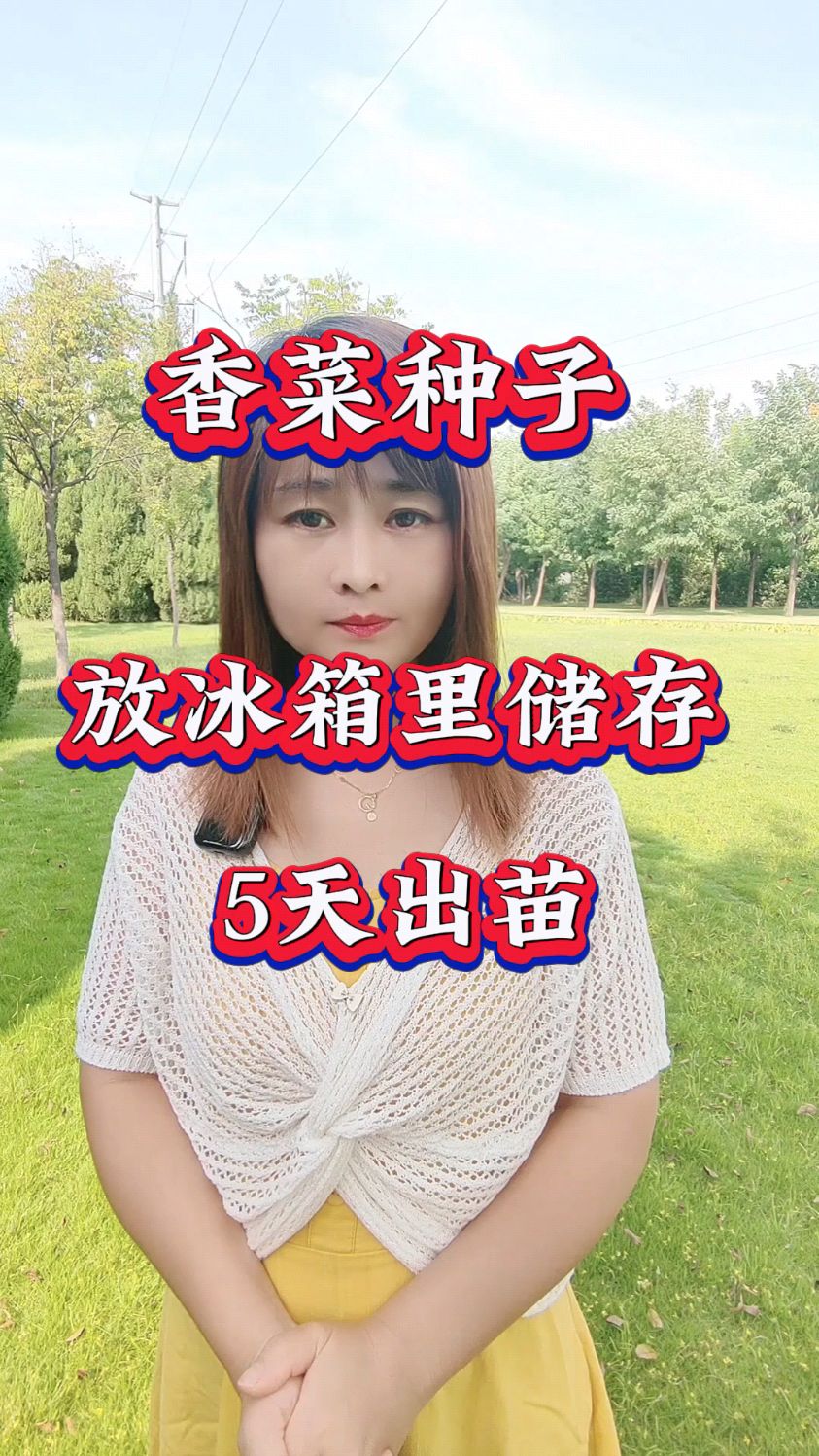 香菜种子放冰箱里储存,5天出苗