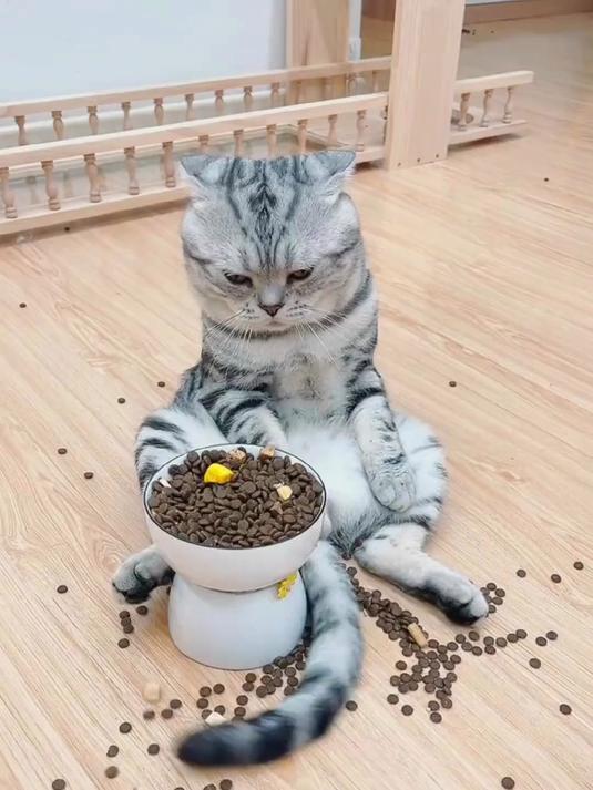 常见的猫咪品种大全，你还知道哪些？