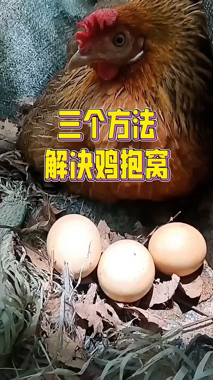 三个方法解决鸡抱窝
