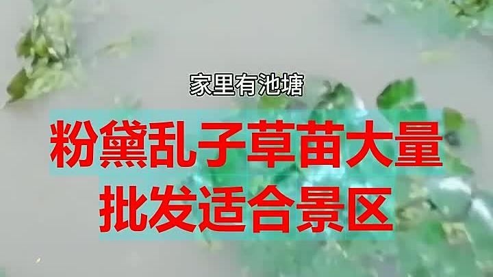睡莲种子 灌木类种子 地类被种 市场价格