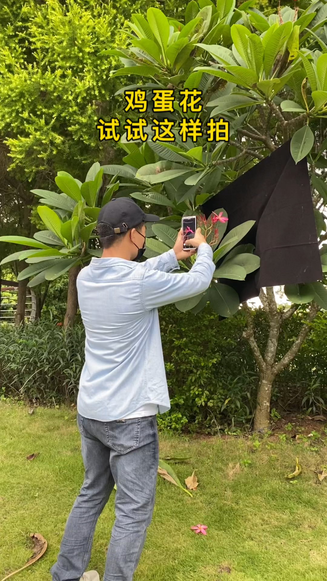 教你一部手机拍鸡蛋花短片!鸡蛋花试试这样拍,太美了!你也试试吧~