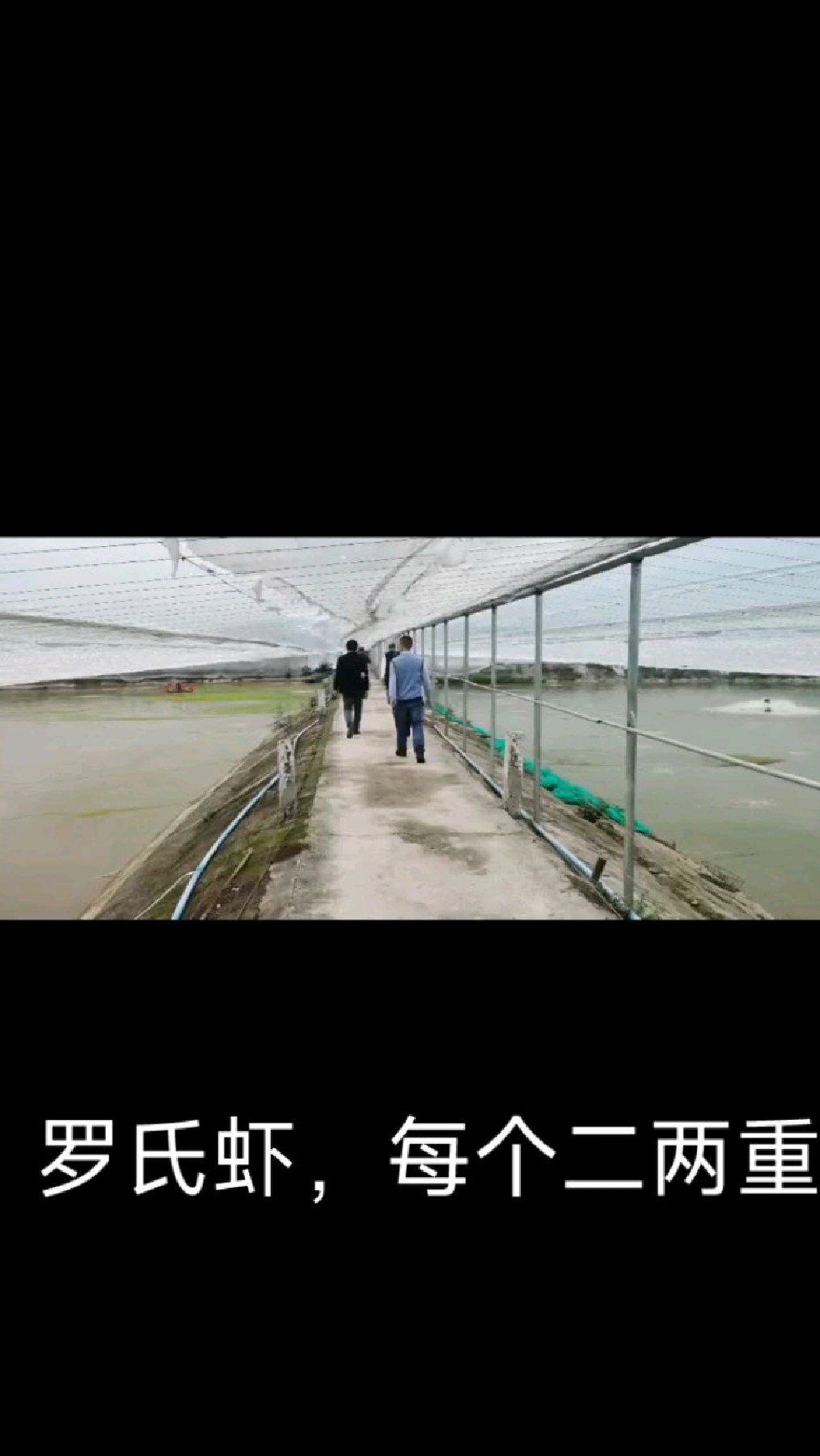 淡水养虾不可行?最新技术,重庆一养殖户短短四个月时间将罗氏虾养至二两一只。