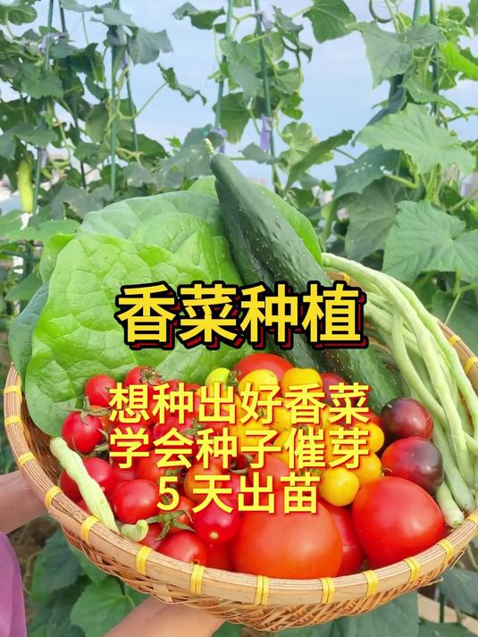 想种好香菜？学会种子催芽，5 天出苗