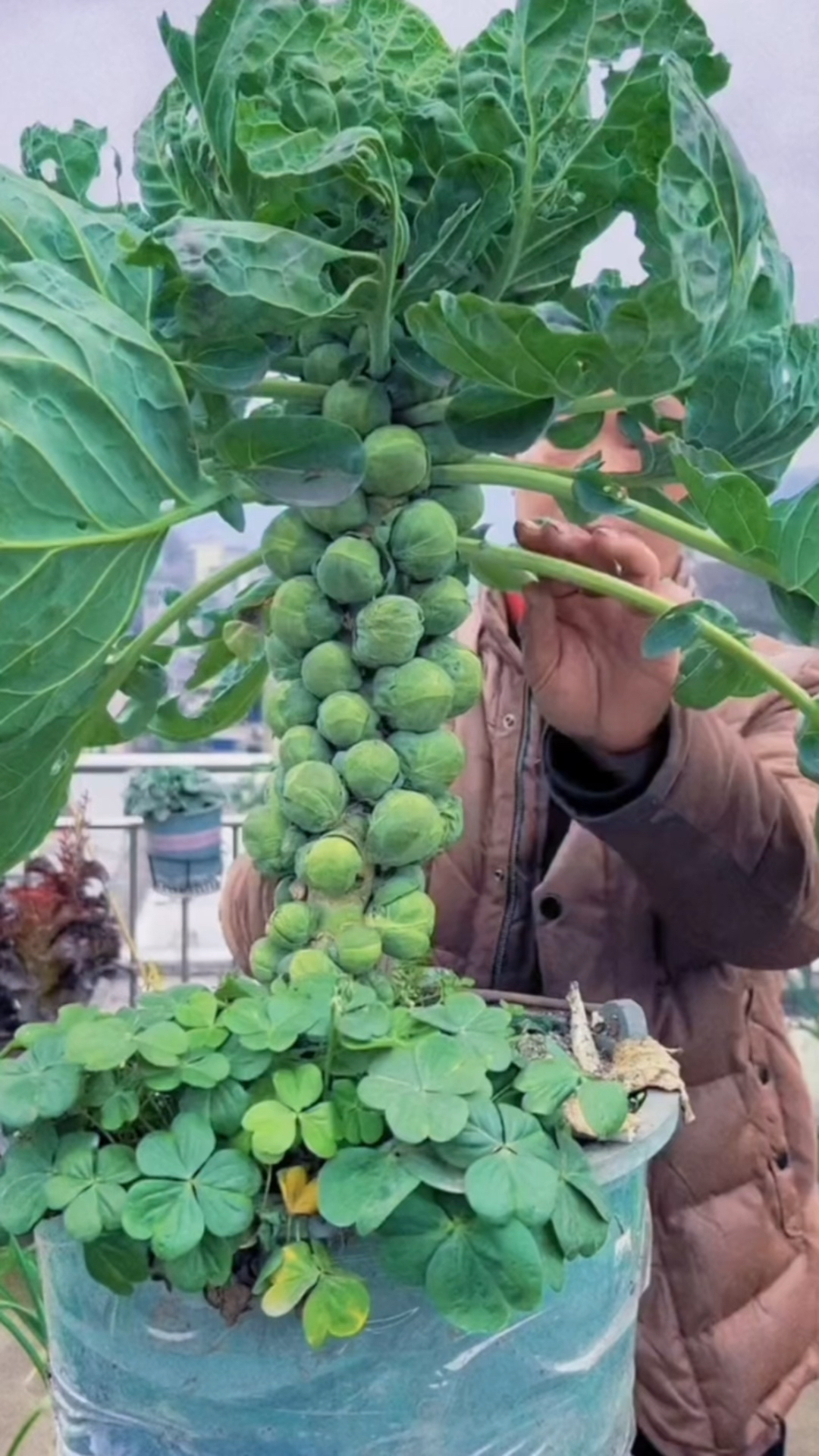 这是一颗吃不完的甘蓝树,一下能结几百个小甘蓝,它就是孢子甘蓝