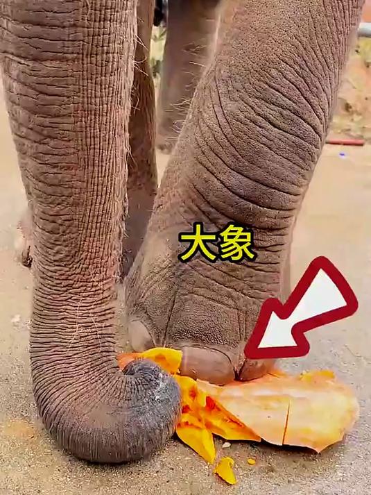 金企鹅想猎杀羊羔，野性一幕