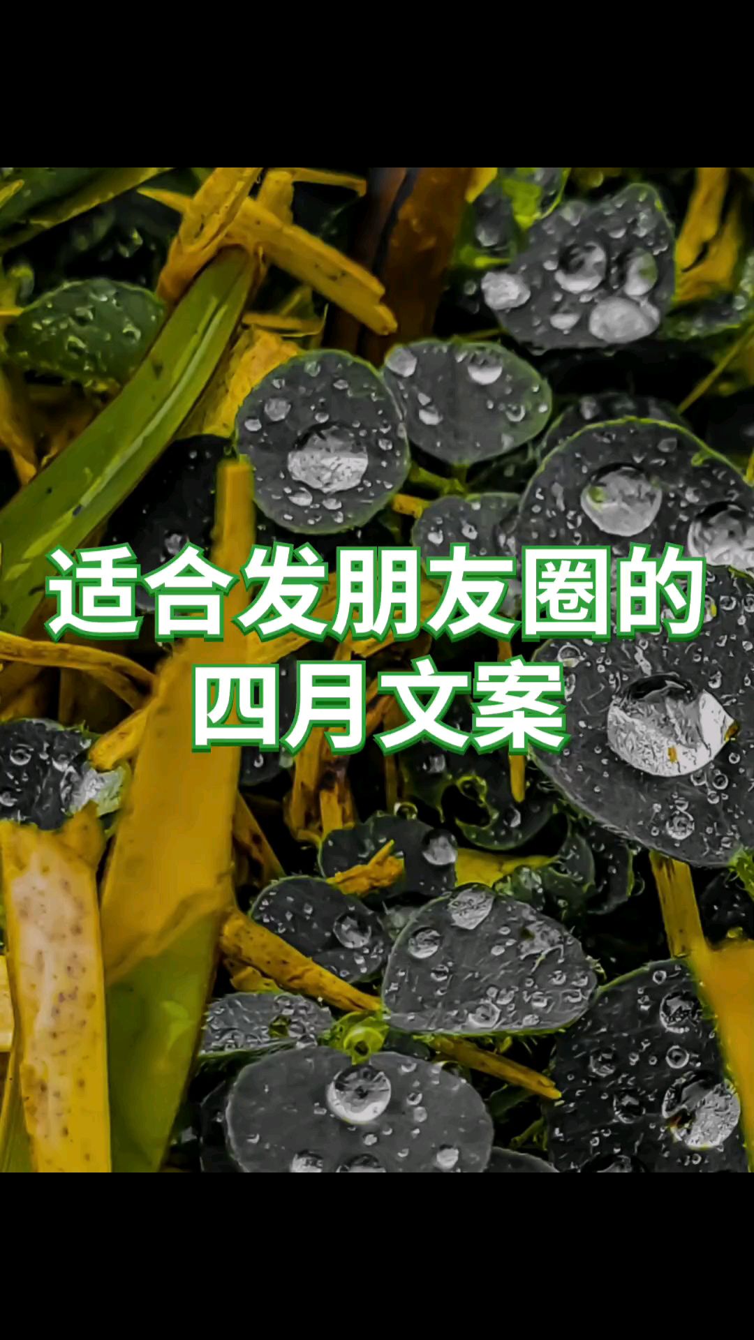 四月朋友圈文案,唯美华丽,文雅脱俗