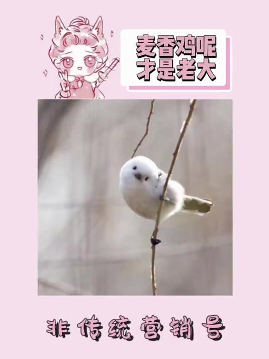 #年味的声音#传下去 麦香鸡呢在晋江登基了