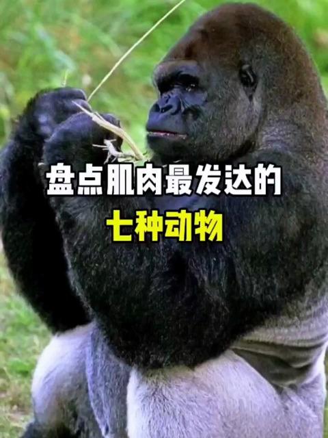 盘点肌肉最发达的七种动物