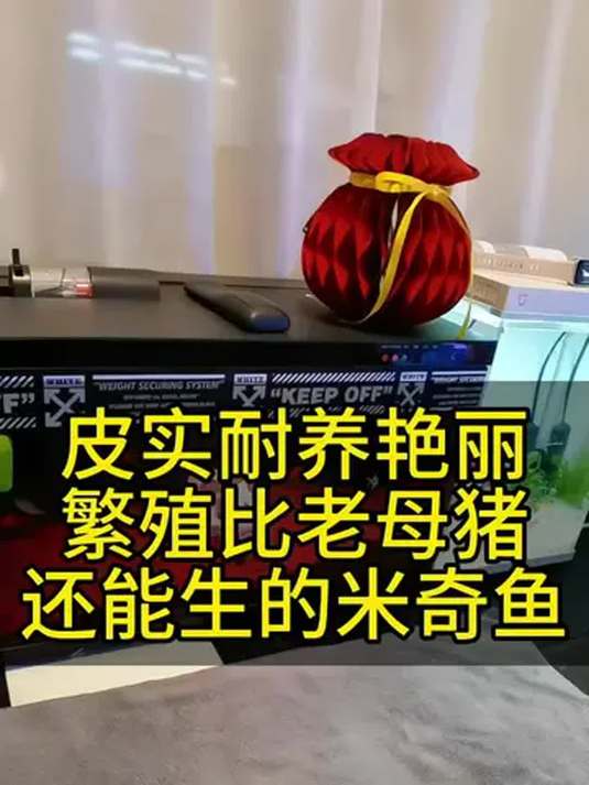 皮实耐养还能生,艳丽超锦鲤,米奇鱼堪称养鱼佳选!