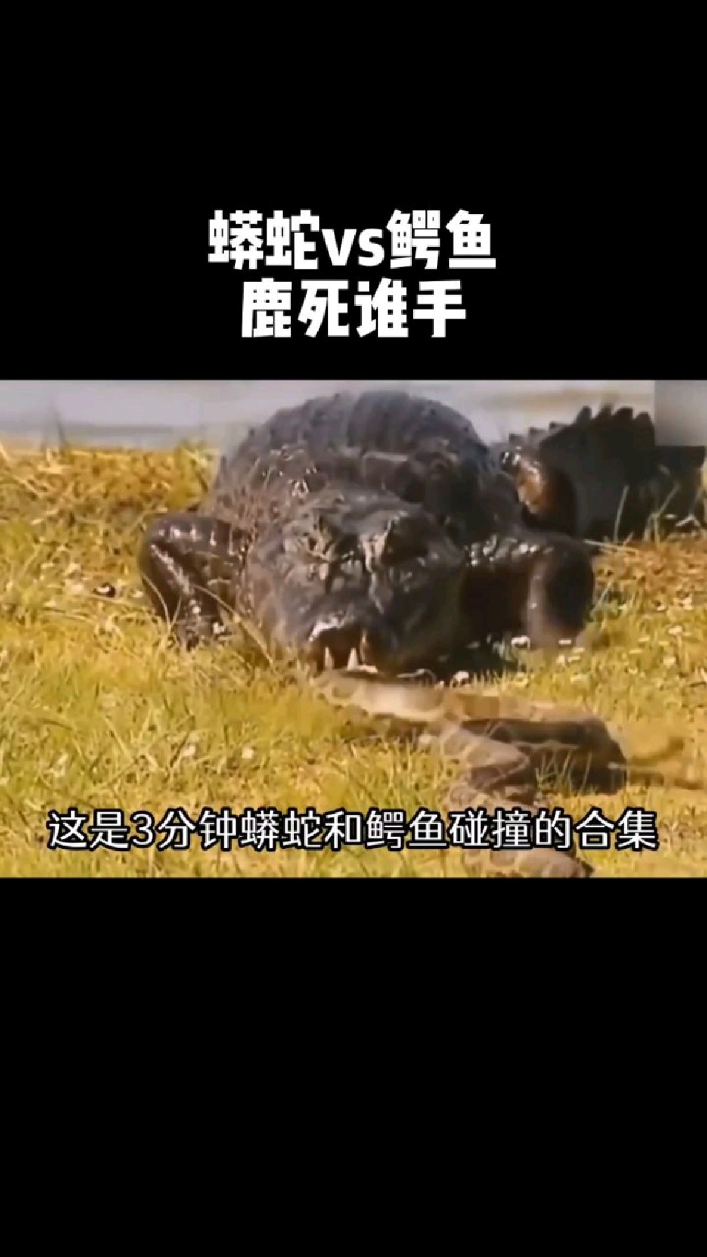 蟒蛇对战鳄鱼,谁更胜一筹