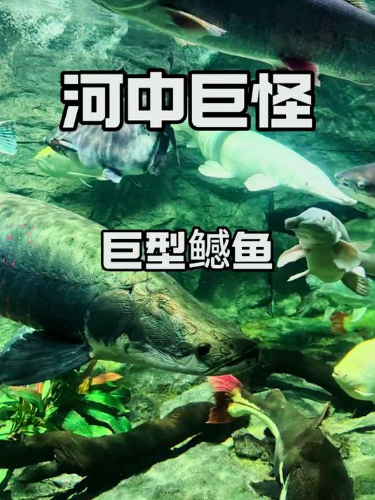 1.5米巨型鳡鱼登场，堪称中国本土战力与猛鱼混养的天花板