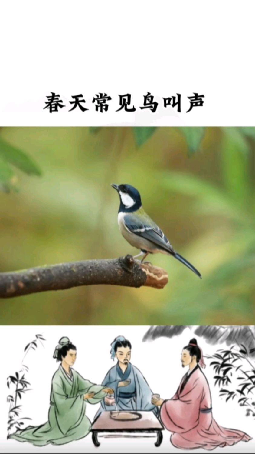 春暖花开,大地回春,听听春天里5种鸟叫声,声声悦耳,凝神静气