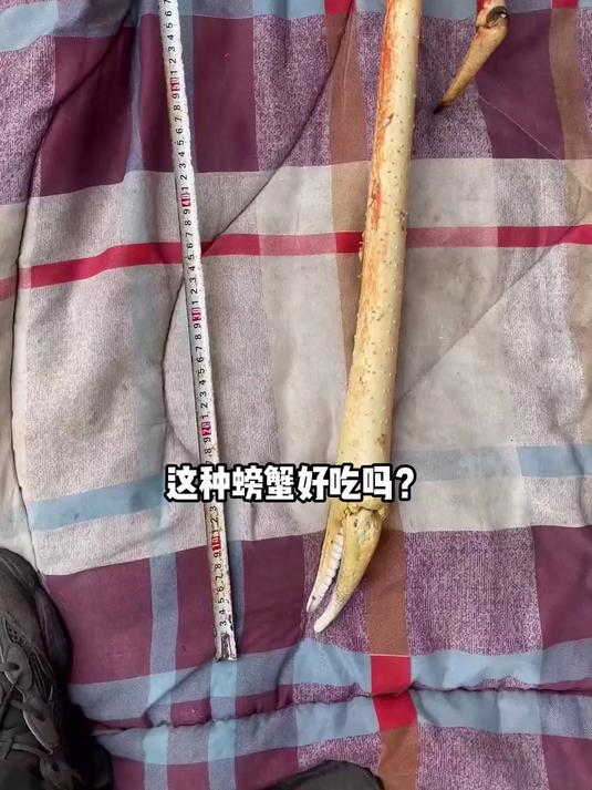 这种螃蟹好吃吗