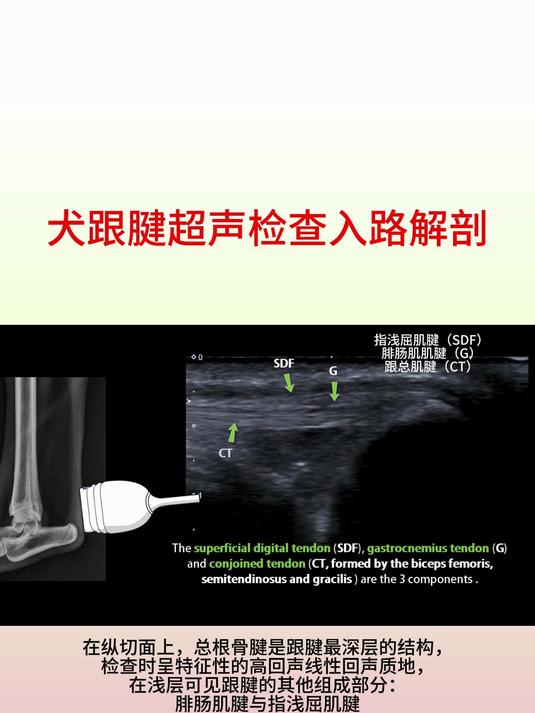 小动物超声影像学-犬跟腱超声检查入路解剖
