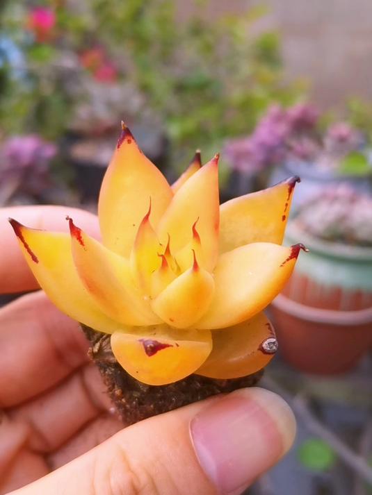 收获一盆高端多肉!这颜色跟质感,简直绝了!