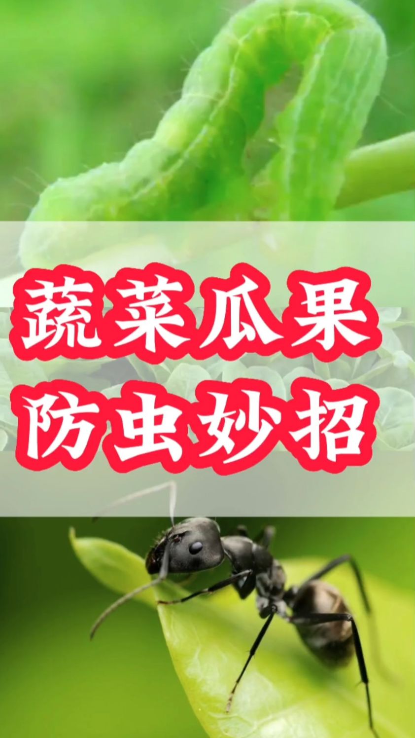 蔬菜瓜果防虫妙招