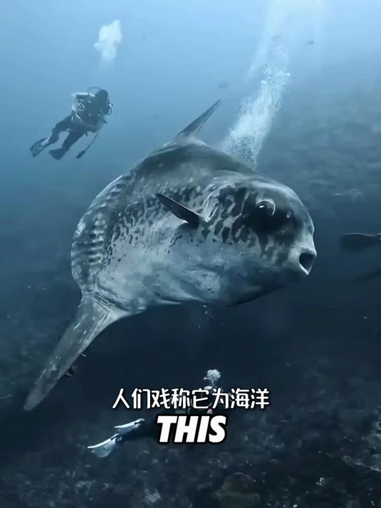 翻车鲀凭啥成 “最没用海鱼”？