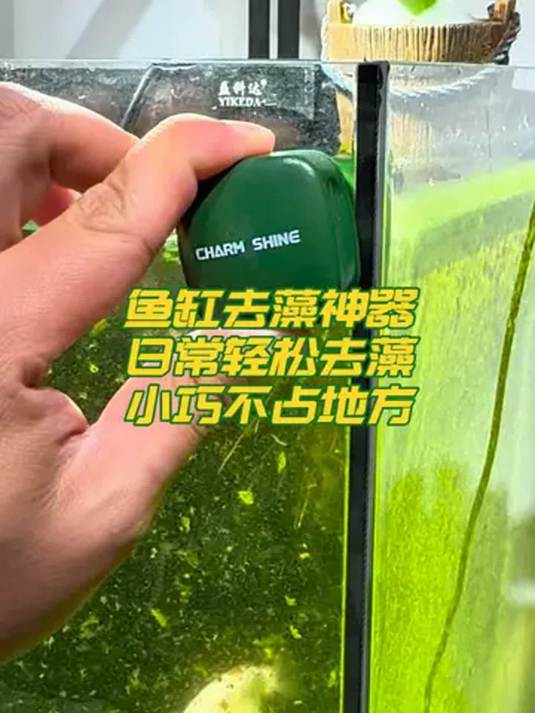 鱼缸绿藻褐藻难清理?试试迷你磁吸刷!小巧实用!