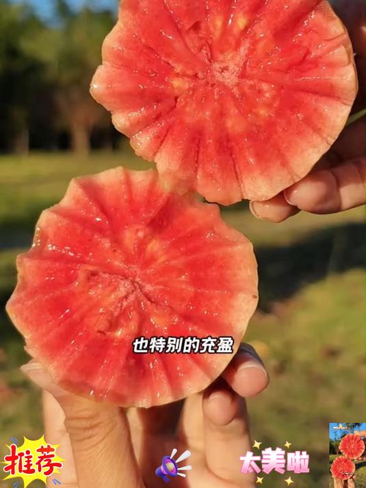 新鲜采摘的冰激凌芭乐皮薄肉厚软糯香甜