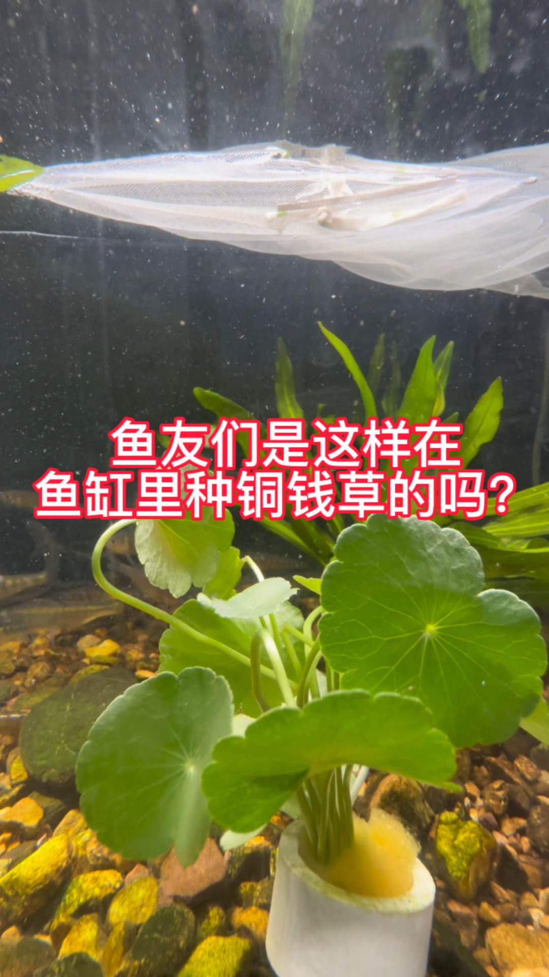 怎样把铜钱草种进鱼缸里?