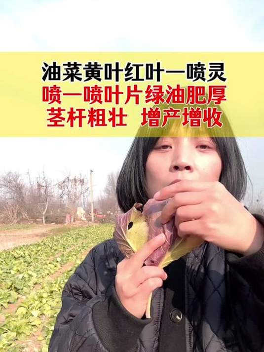 油菜叶片红紫咋办?喷它,叶绿茎壮产量高!