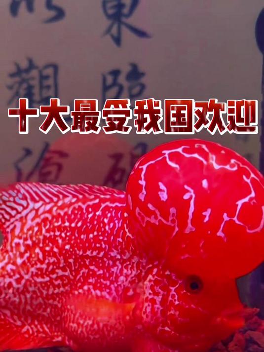 十大最受我国欢迎观赏鱼排行榜