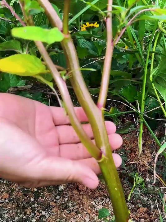 野菜界的 “天然抗生素”！野刺苋清热利尿，你吃过吗？