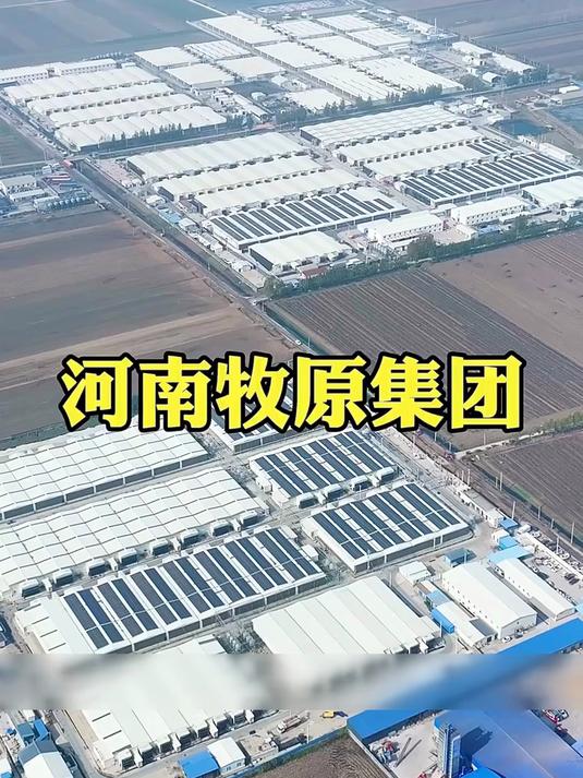 这就是中国最大的养猪大户,河南牧原集团,全部采用智能化养殖