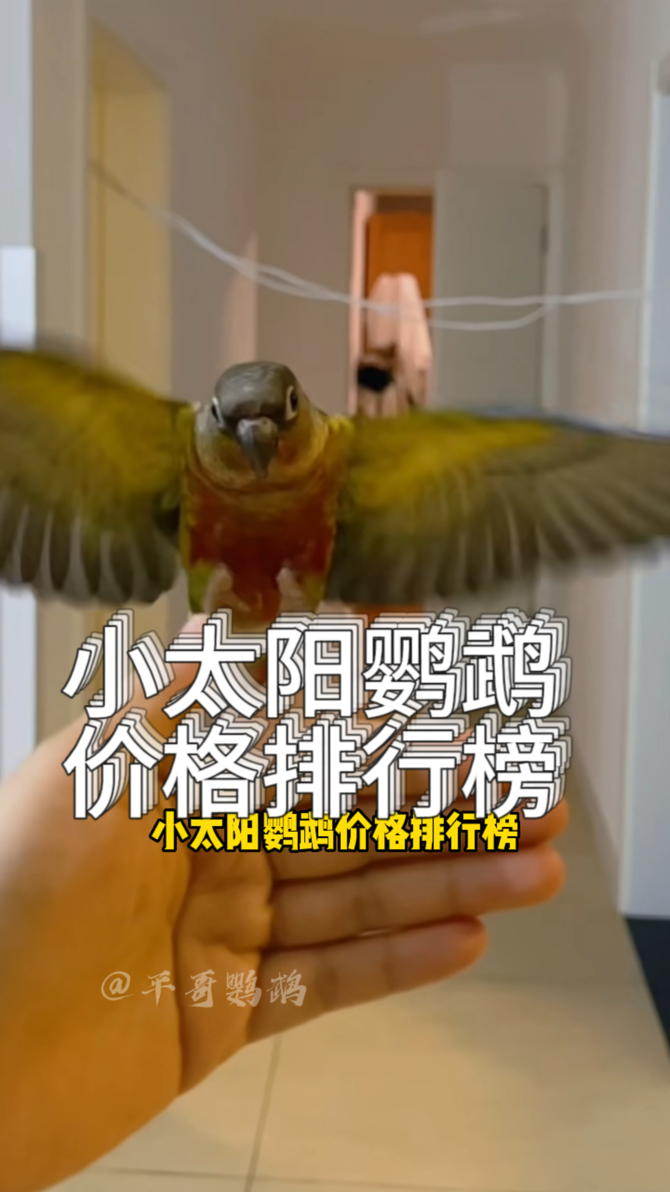 小太阳鹦鹉价格排行榜