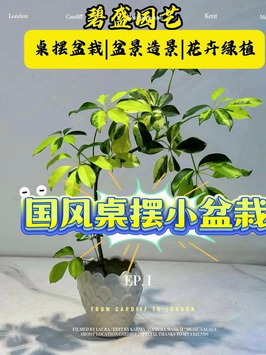 西安绿植盆栽基地|碧盛园艺直供