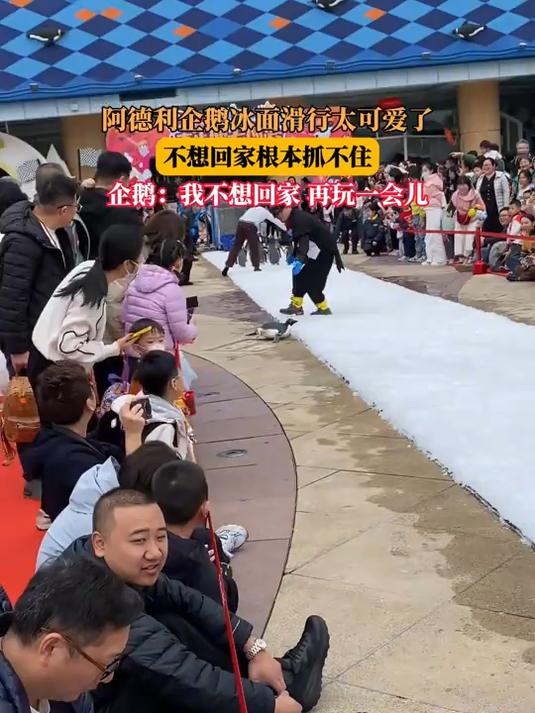 阿德利企鹅冰面滑行太可爱了,不想回家根本抓不住