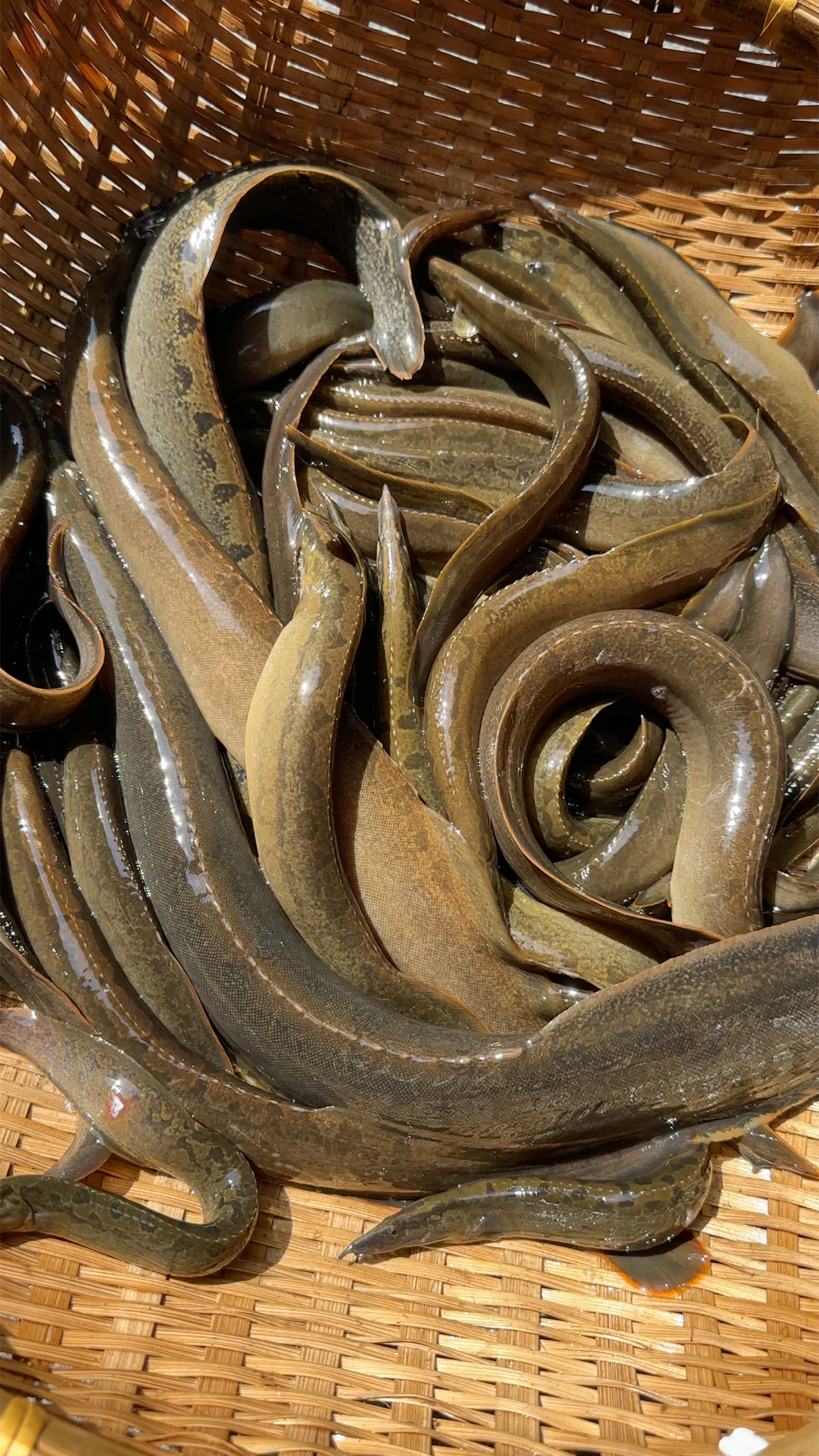 溪流刺鳅,刀鳅鱼