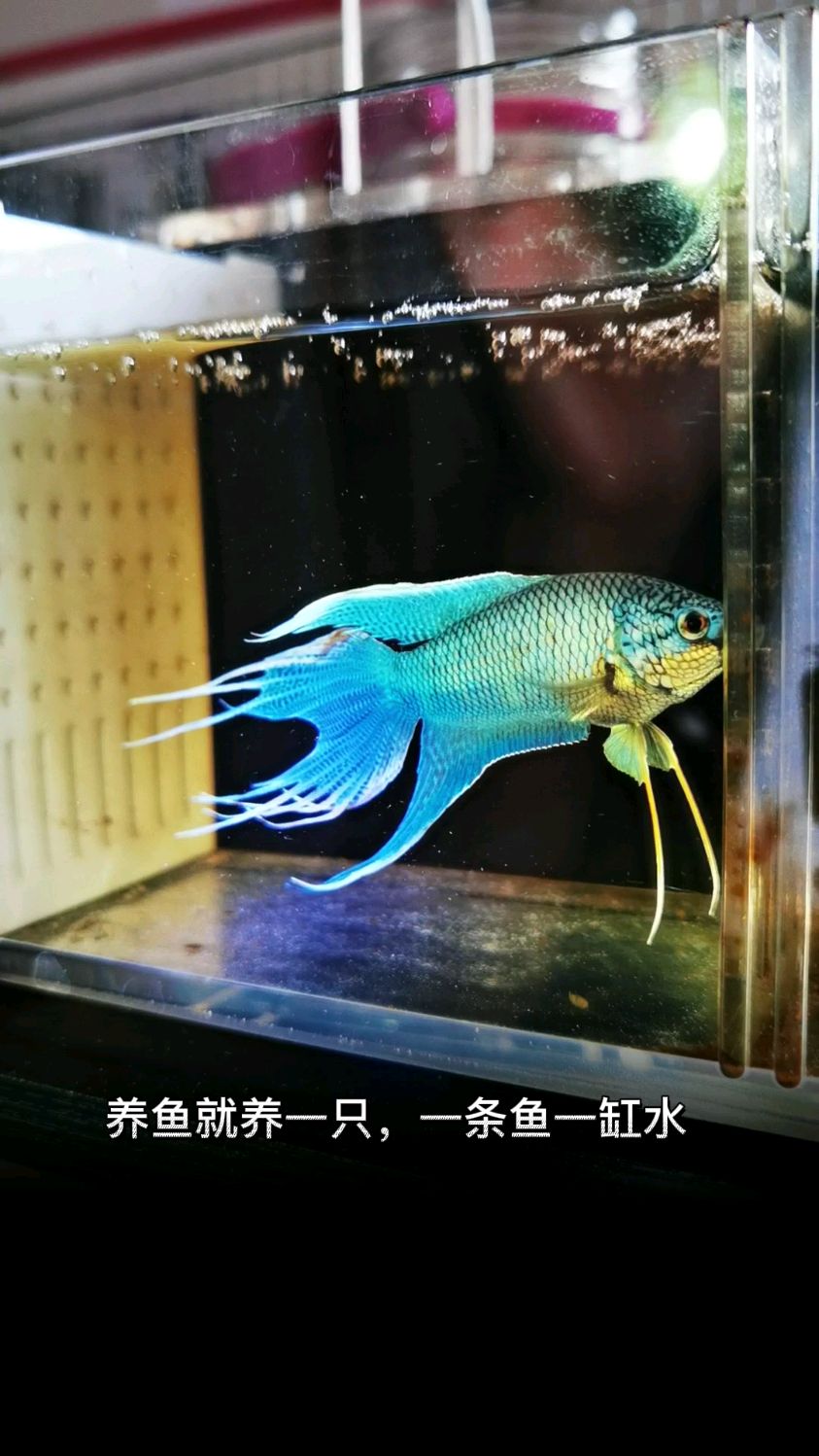 无纹蓝巨普蓝火焰红国斗鱼