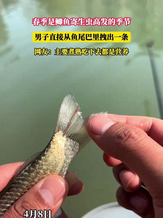 春季是鲫鱼寄生虫高发的季节,男子直接从鱼尾巴里拽出一条