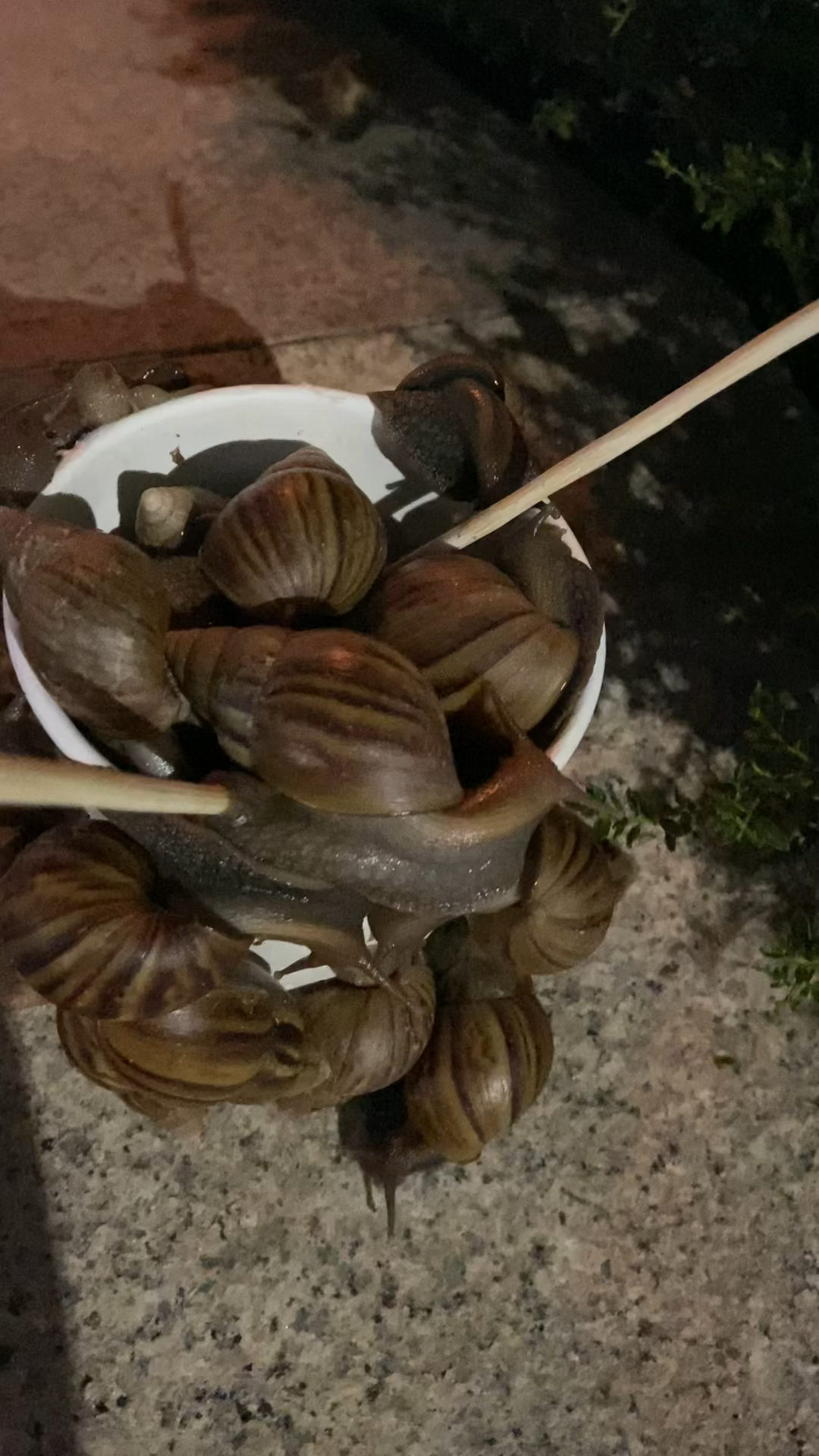 万能度友们帮忙看看这是什么品种,爱吃关东煮～