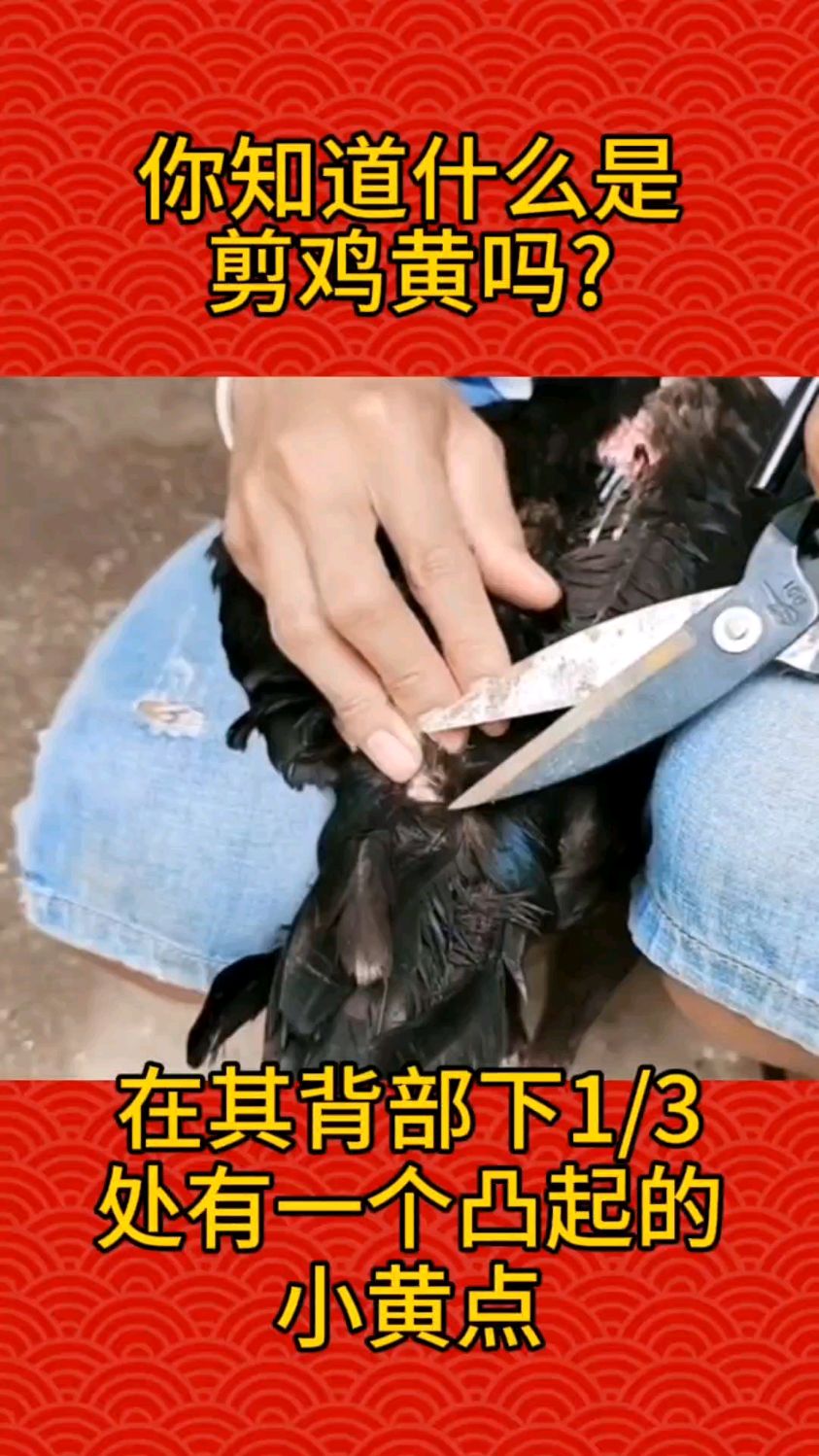 你知道什么是剪鸡黄吗?