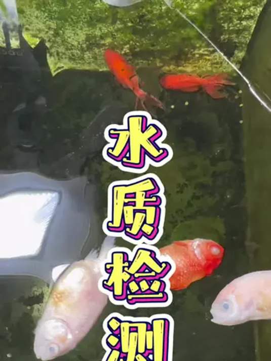 养鱼遇死鱼别慌!水质检测速安排,经验分享来啦