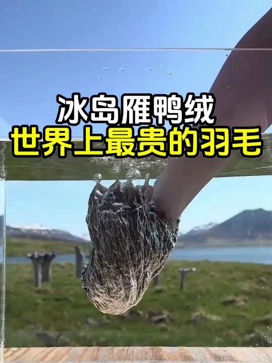 冰岛雁鸭绒,世界上最贵的羽毛之一