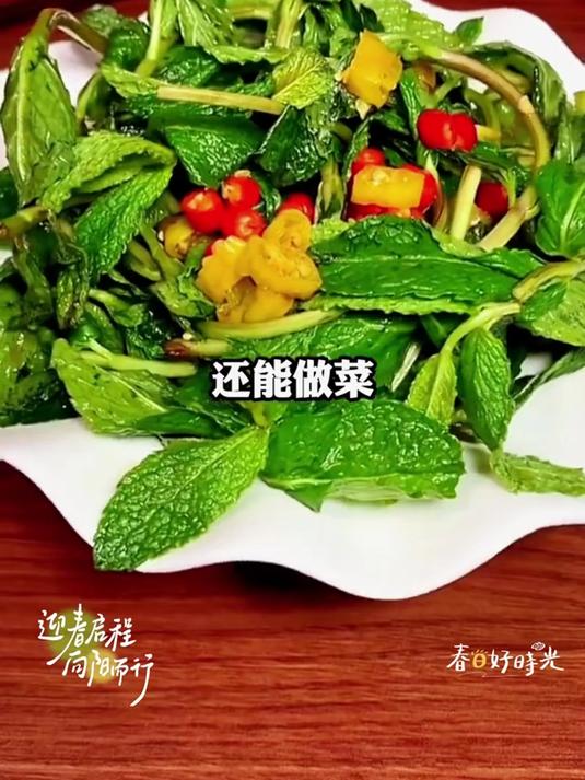 四季可播发芽快,清香驱虫又入菜,薄荷种子堪称阳台全能王